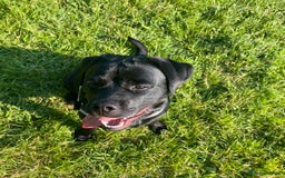 Mixed Breed dogs for sale: Beautiful beloved family dog  - Image 12