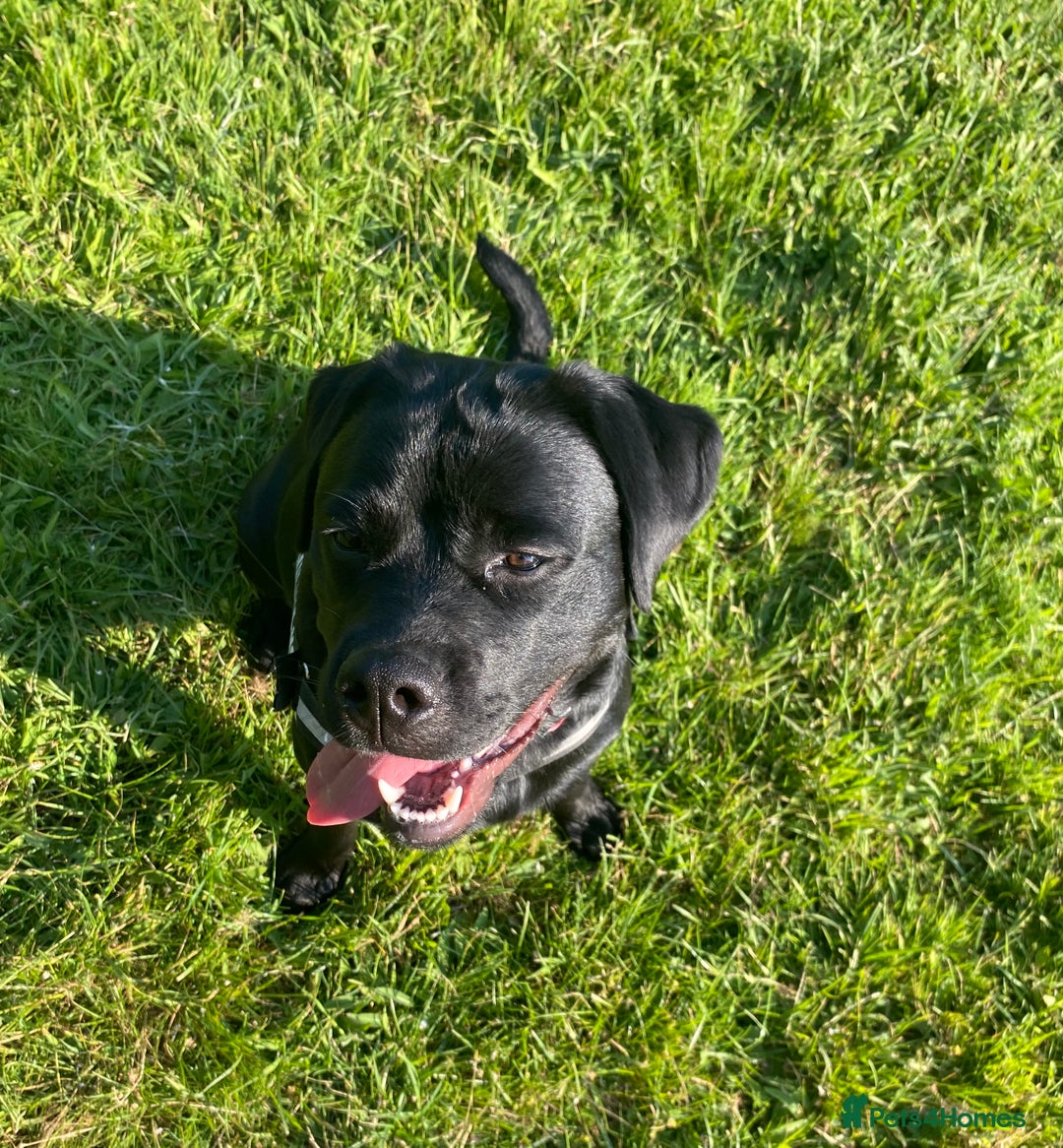 Mixed Breed dogs for sale: Beautiful beloved family dog  - Image 12
