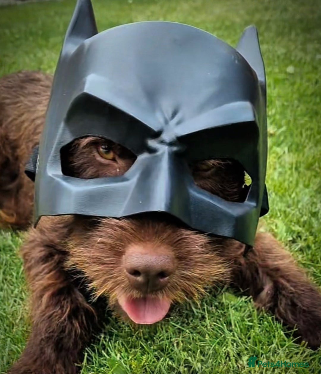 Patterjack dogs for sale: 2 little boys left for sale beautiful puppies - Image 14