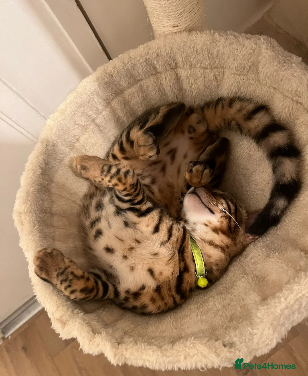 Bengal cats for sale: Pure bengal male for sale  - Advert 3