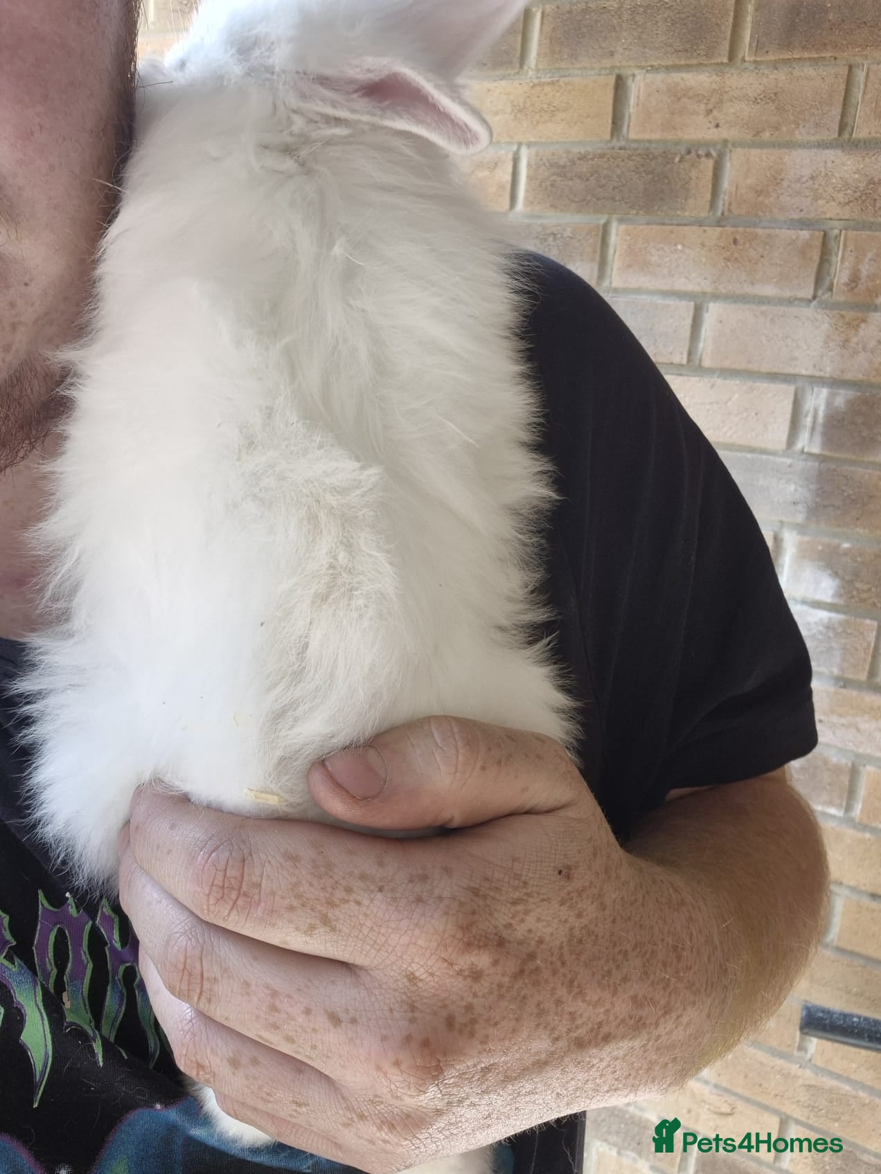 Lionhead rabbits Lionhead babies - Advert 18