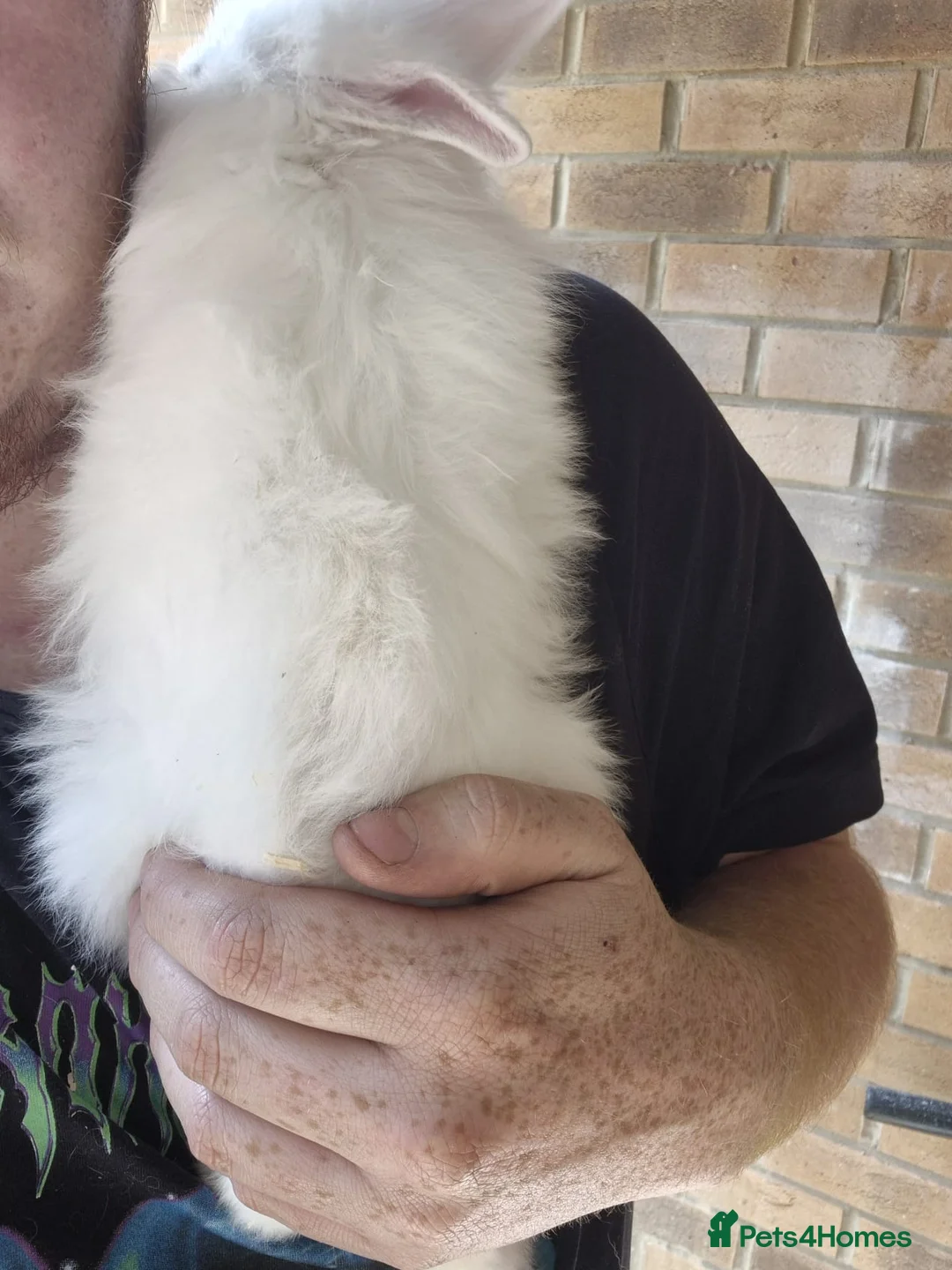 Lionhead rabbits for sale: Lionhead babies - Advert 1