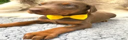 Dobermann dogs for sale: KC REG HEALTH TESTED EUROPEAN DOBERMAN PUPPIES - Advert 33