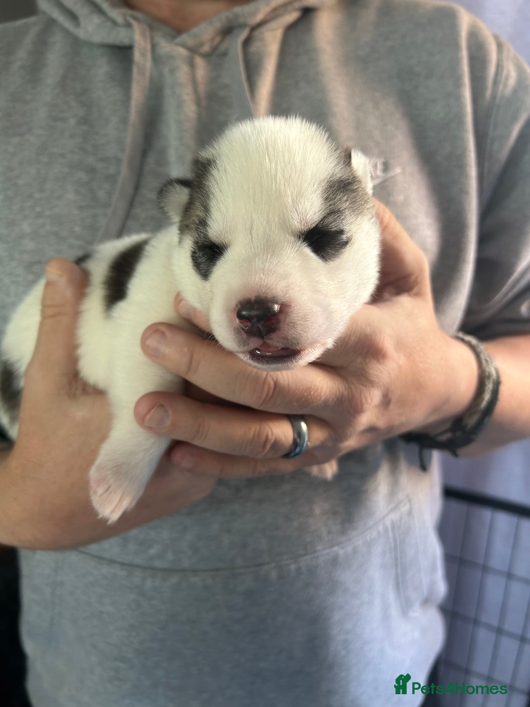 Siberian Husky dogs for sale: Rare piebald husky puppies have now arrived  - Image 19