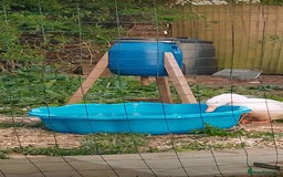 Ducks poultry for sale: 3 X cherry valley ducks - female, point of lay - Image 4