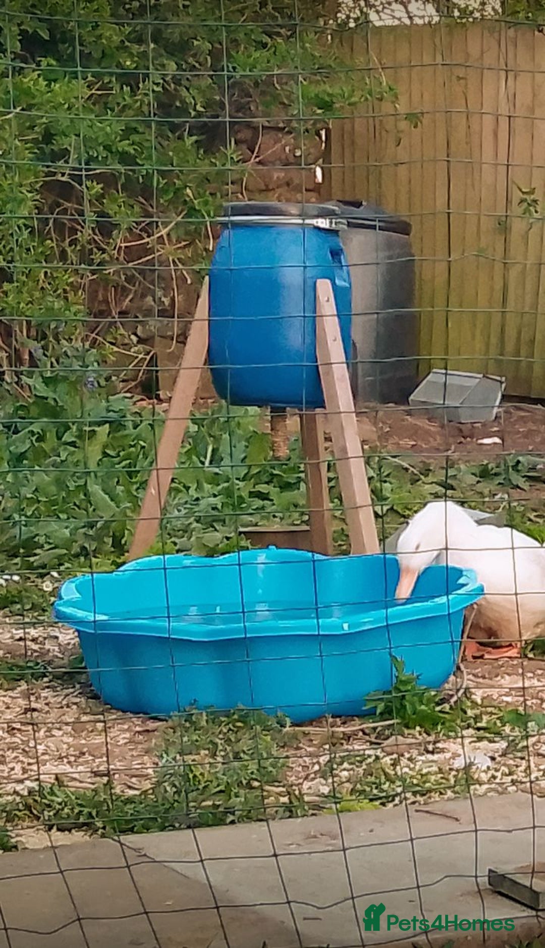 Ducks poultry for sale: 3 X cherry valley ducks - female, point of lay - Image 4