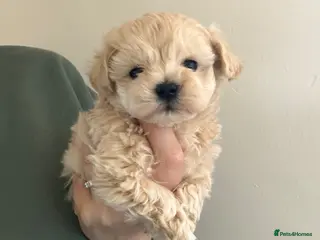 Maltipoo dogs 🐶❤️ Exceptional Tiny Maltipoo Puppies ❤️🐶 - Advert 1
