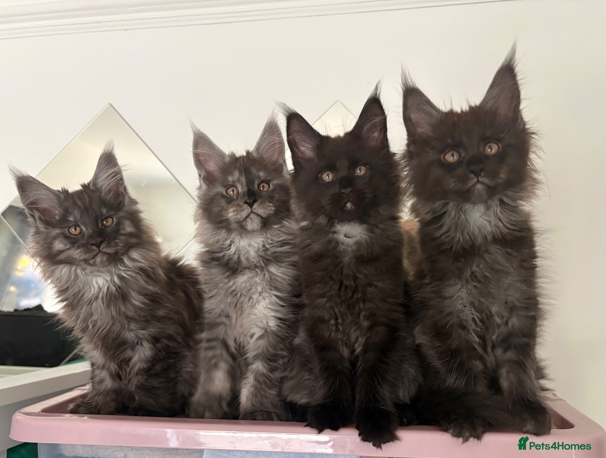 Maine Coon cats GCCF MAINE COON KITTENS  - Advert 4