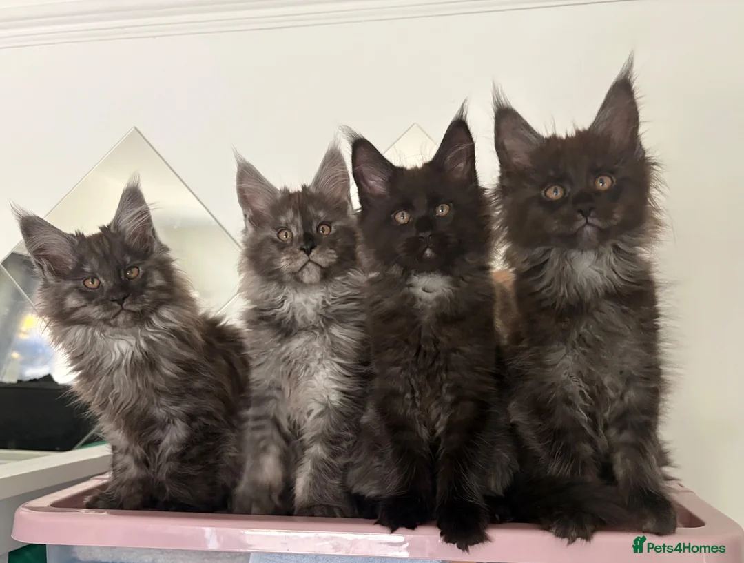Maine Coon cats for sale: READY NOW 🐾 STUNNING GCCF MAINE COON KITTENS 🐾 - Advert 1
