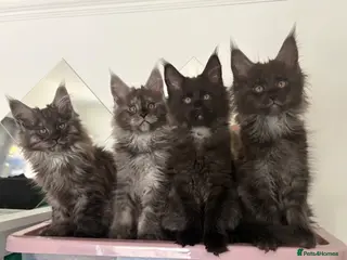 Maine Coon cats GCCF MAINE COON KITTENS - Advert 4