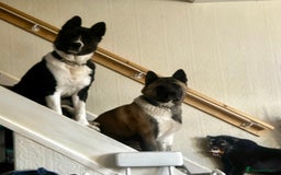 Akita dogs for sale: Akita Puppies for Sale - Advert 3