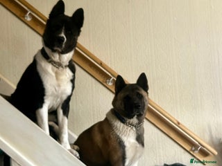 Akita dogs Akita Puppies for Sale - Advert 1