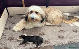 Bernedoodle dogs for sale: One Male - Image 3