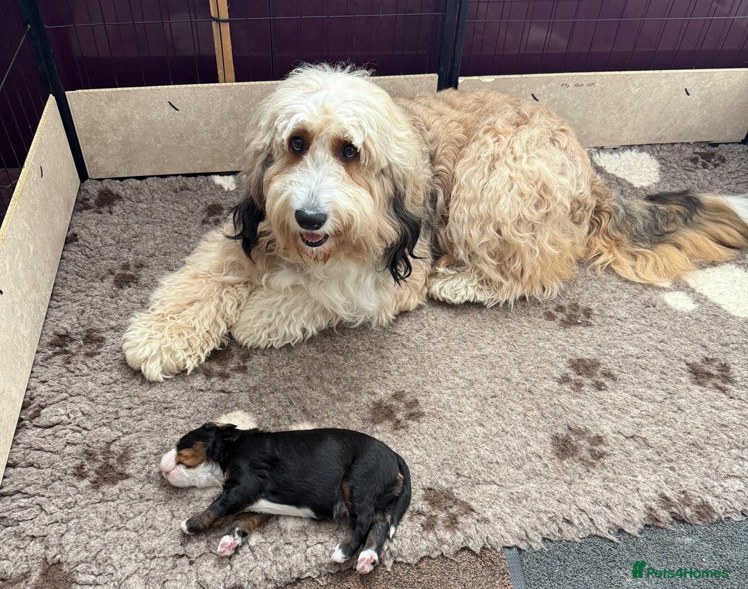 Bernedoodle dogs for sale: One Male - Image 3