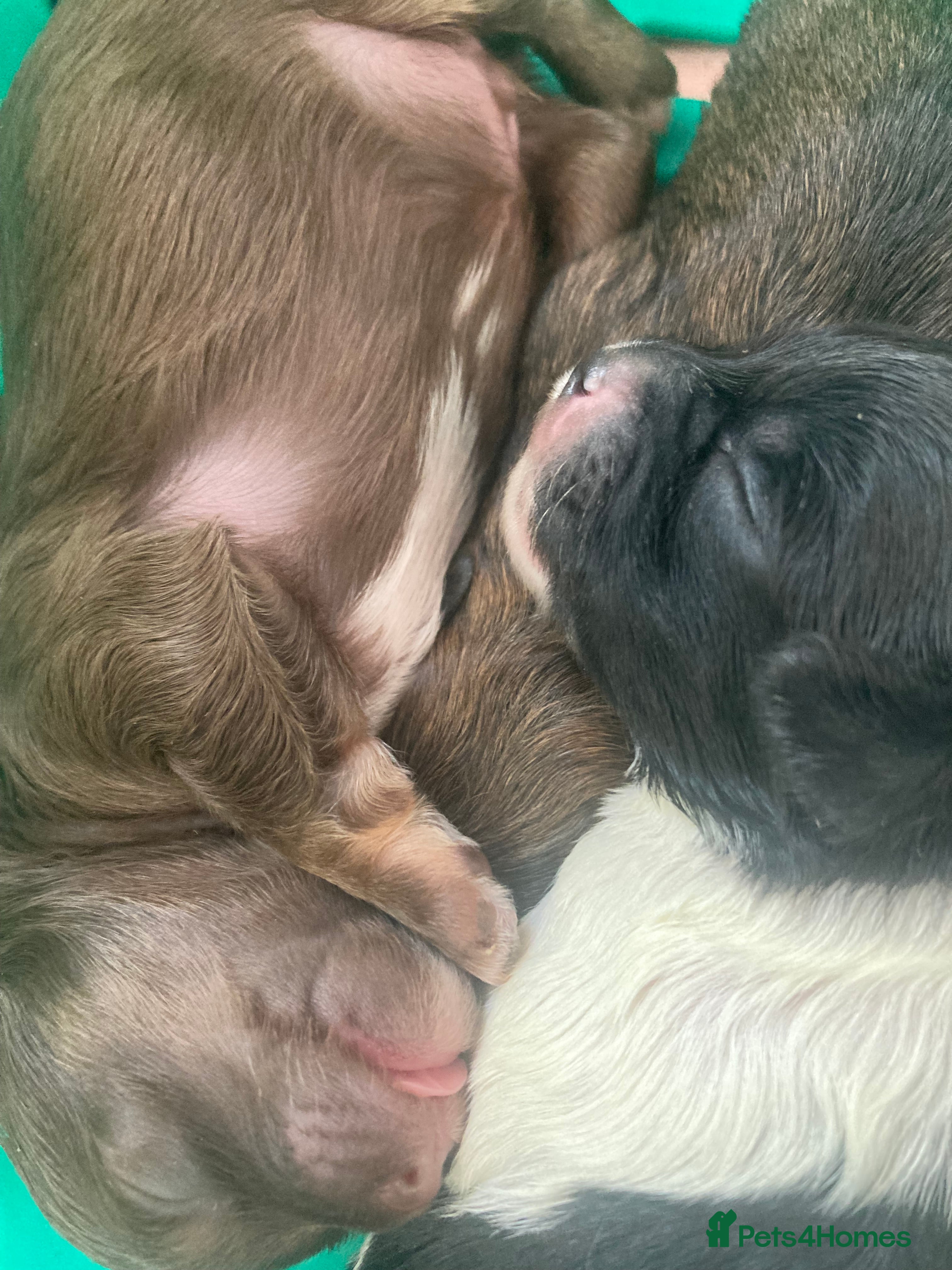 Shihpoo dogs Toy Shihpoo puppies  - Advert 5