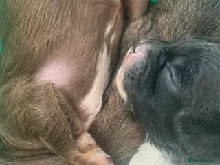 Shihpoo dogs Toy Shihpoo puppies - Advert 5