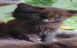 Siberian cats for sale: 6 lovely Siberian kittens  - Image 37