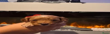 Cavapoo 6