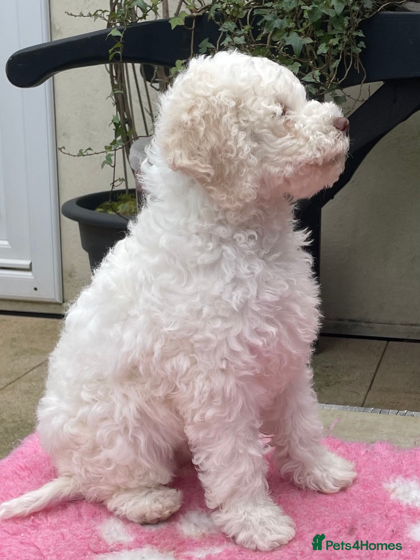 Lagotto Romagnolo dogs White with peach markings  - Advert 18
