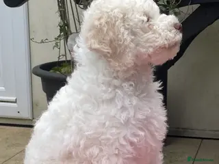 Lagotto Romagnolo dogs White with peach markings - Advert 14