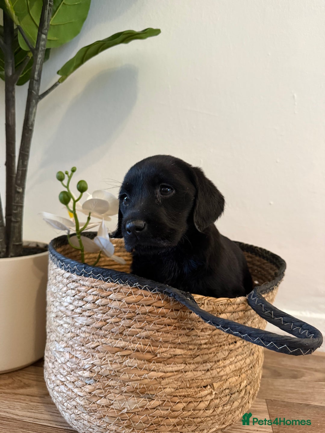 Labrador Retriever dogs for sale: Labrador pups for sale  - Advert 12