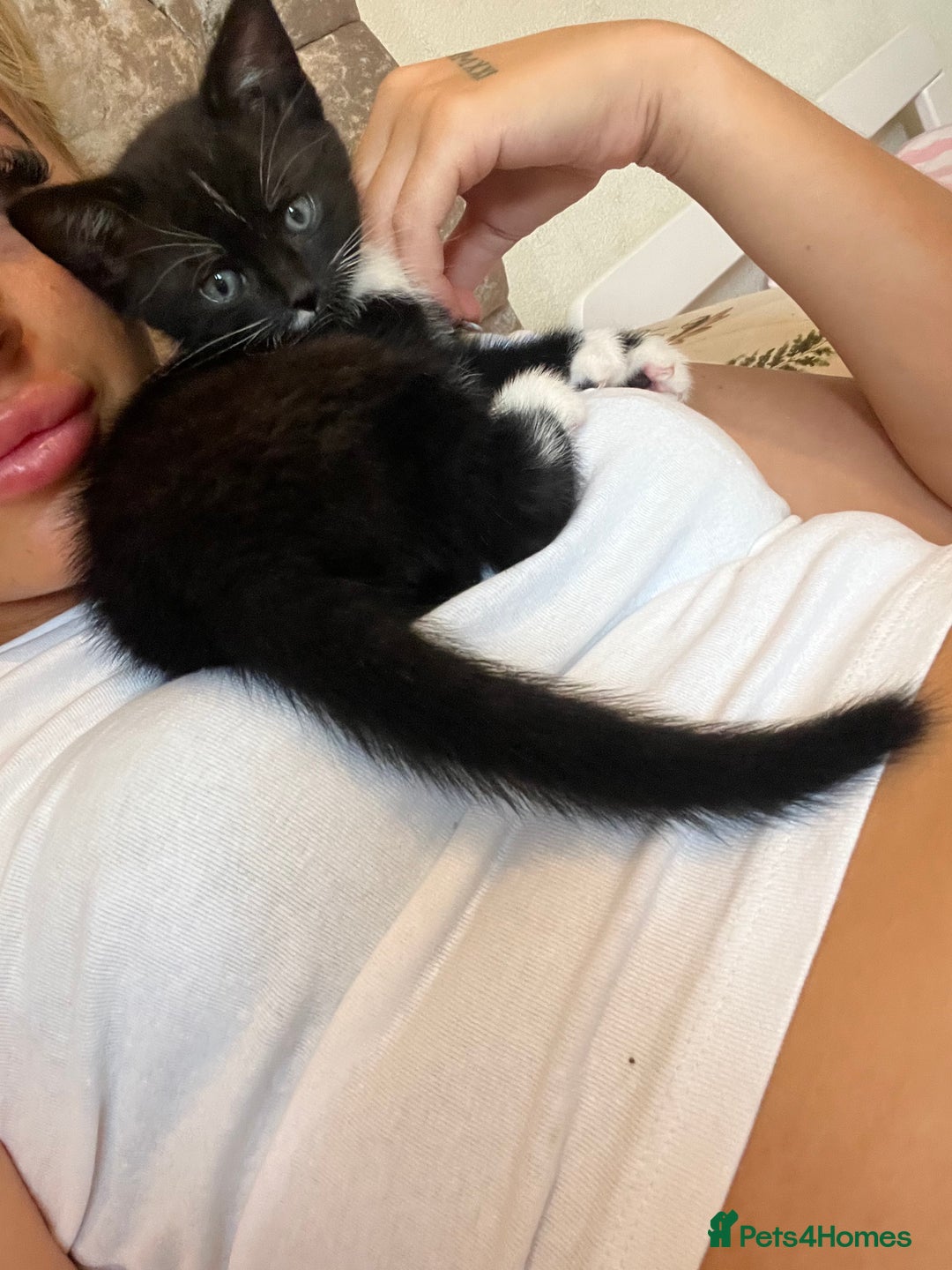 Mixed Breed cats for sale: 2 kittens  - Image 4