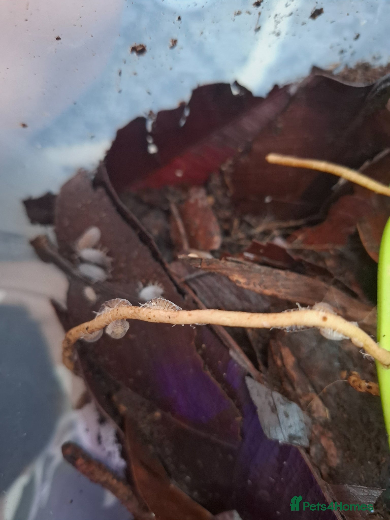 Isopods invertebrates Mixed isopods colonies - Advert 1