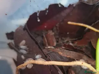 Isopods invertebrates Mixed isopods colonies - Advert 1