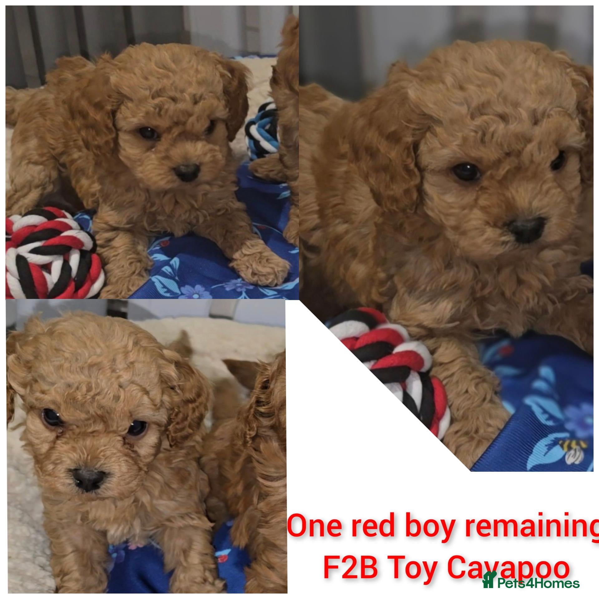 Cavapoo dogs One Red boy remaining F2B toy cavapoo puppy - Advert 13