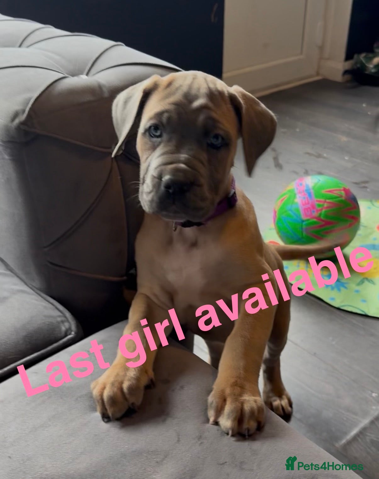 Cane Corso dogs Cane corso puppies ICCF reg 1 females left 🥰 - Advert 1