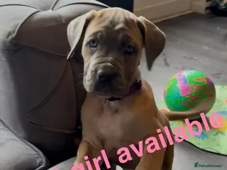Cane Corso dogs Cane corso puppies ICCF reg 1 females left 🥰 - Advert 1