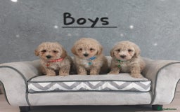 Poochon dogs for sale: Poochon puppies - Image 7