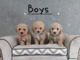 Poochon dogs - Advert 1