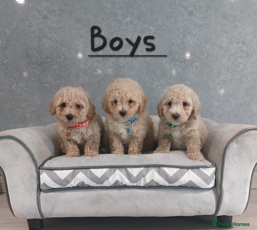 Poochon dogs - Advert 1