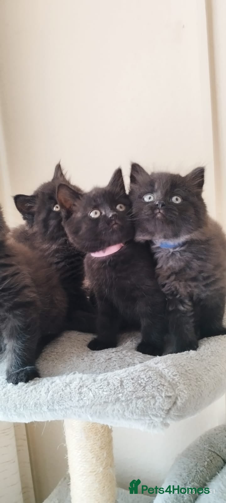 British Longhair cats Rare Chocolate Smoke Undercoat: Adorable Fluffies! - Advert 1