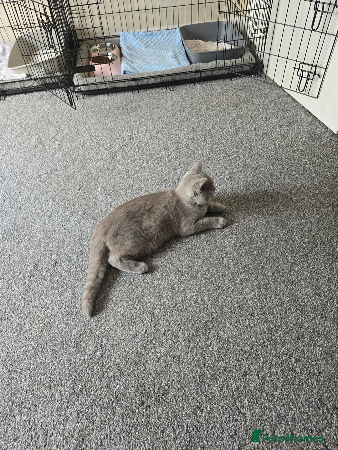 British Shorthair cats for sale: British short haired  - Image 1