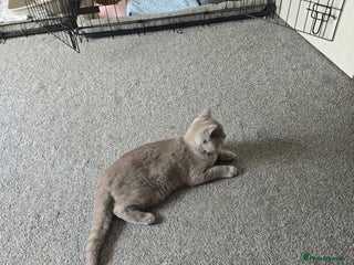 British Shorthair cats - Advert 17