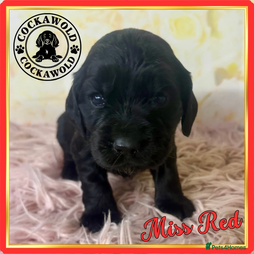 Cocker Spaniel dogs for sale: 🖤 Quality Black RKC Cockers 🖤 Ready Mid March 🖤 - Advert 16