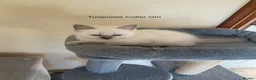 Ragdoll cats for sale: RARE RAGDOLL KITTENS - Advert 23