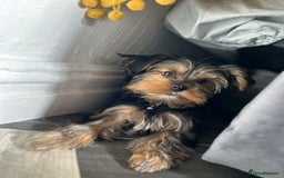Yorkshire Terrier dogs for sale: Mini Male Yorkshire Terrier  - Image 1