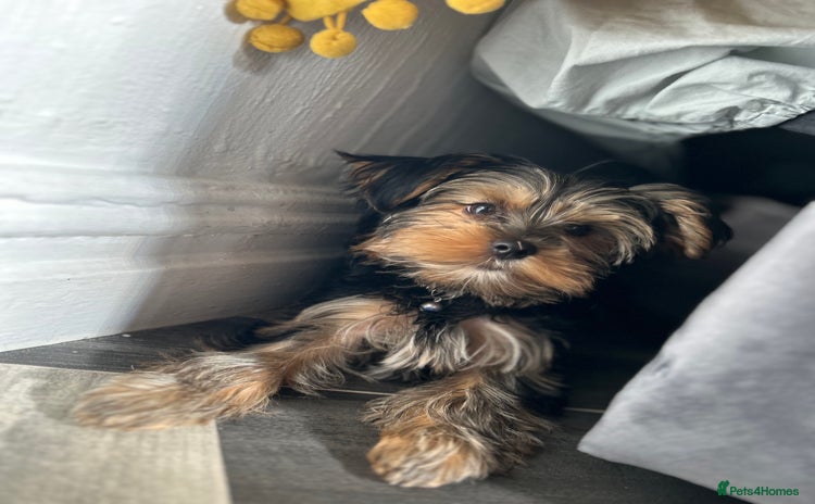 Yorkshire Terrier dogs - Advert 2