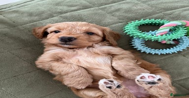 Cockapoo dogs - Advert 5