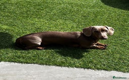 Miniature Dachshund dogs for sale: Miniature Dachshund (Bitch) - Image 15