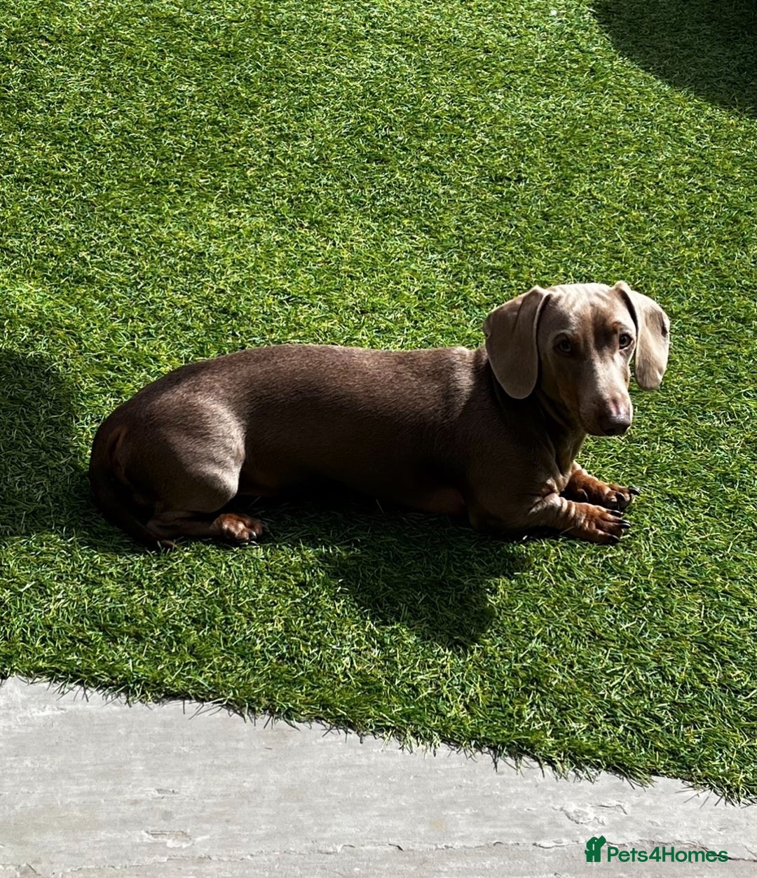 Miniature Dachshund dogs for sale: Miniature Dachshund (Bitch) - Image 15