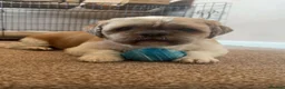 Shih Tzu dogs for adoption: Blue is our cutest shihtzu 💙 - Advert 6