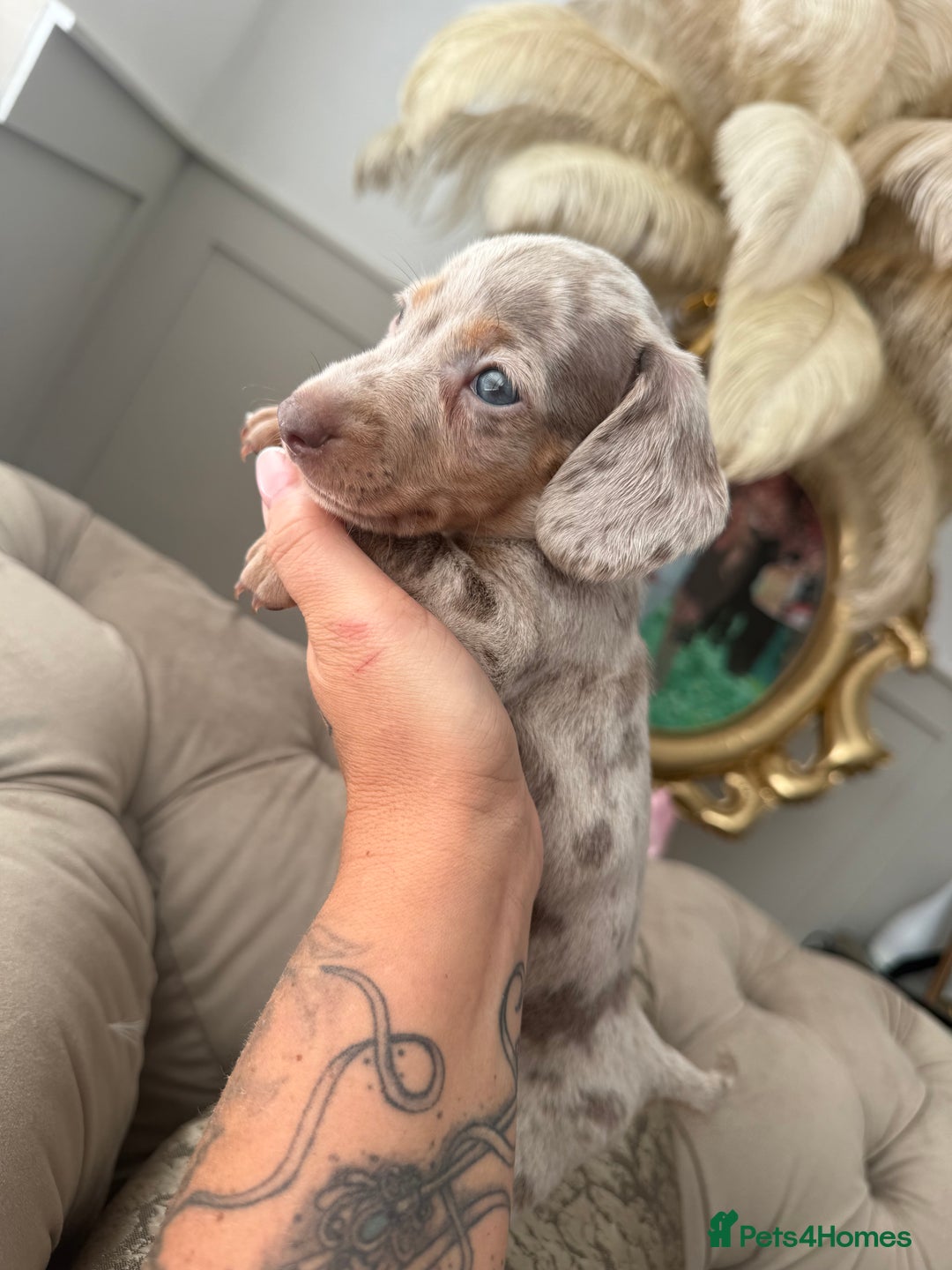 Miniature Dachshund dogs for sale: Beautiful smoothed haired miniature Dachshunds - Advert 1