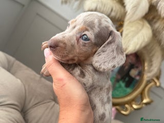 Miniature Dachshund dogs for sale: Beautiful smoothed haired miniature Dachshunds - Advert 1