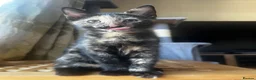 Mixed Breed cats for sale: 2 boys + girl - Advert 15