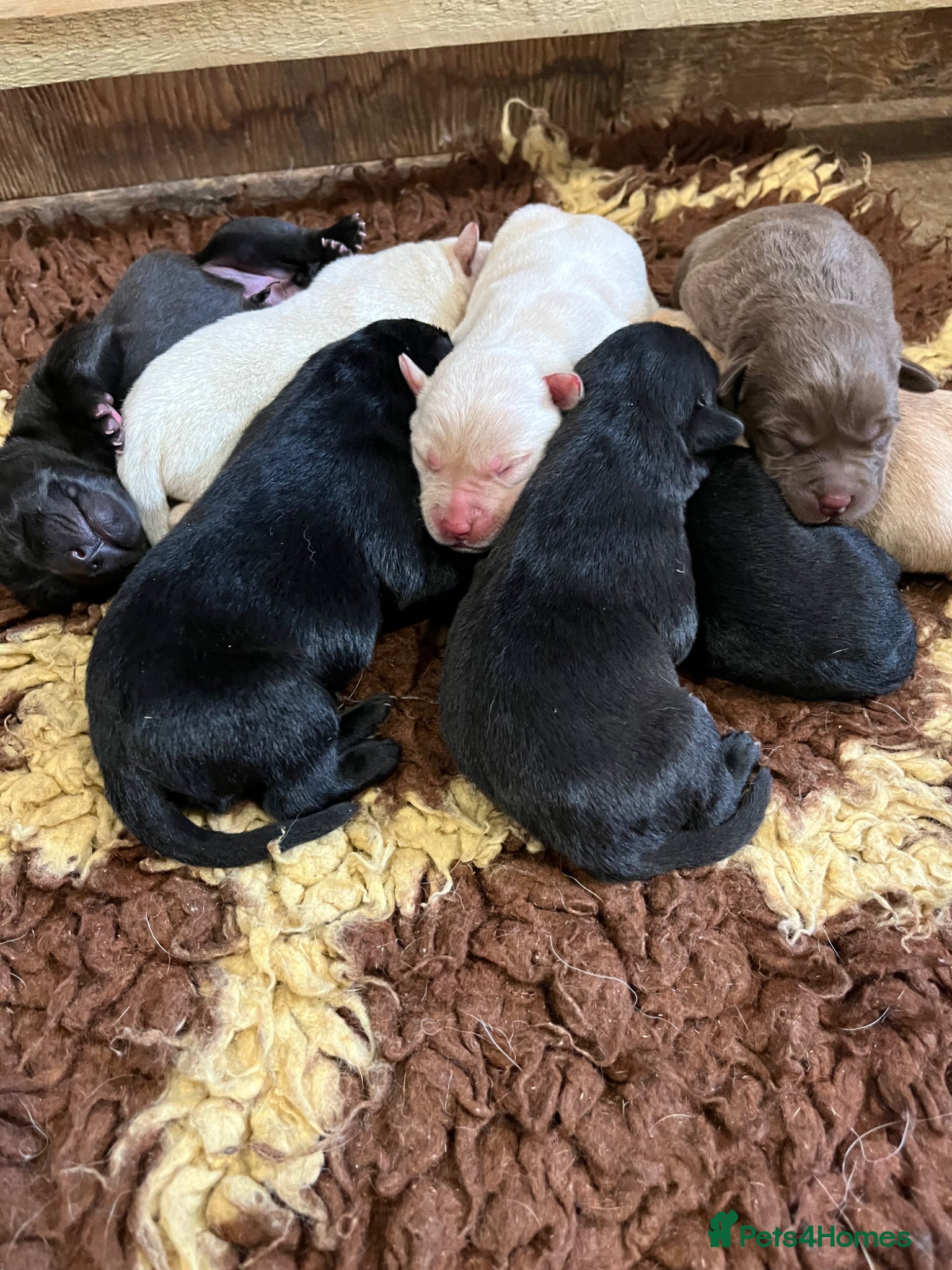Labrador Retriever dogs for sale: Pedigree Labrador Pups  - Advert 7