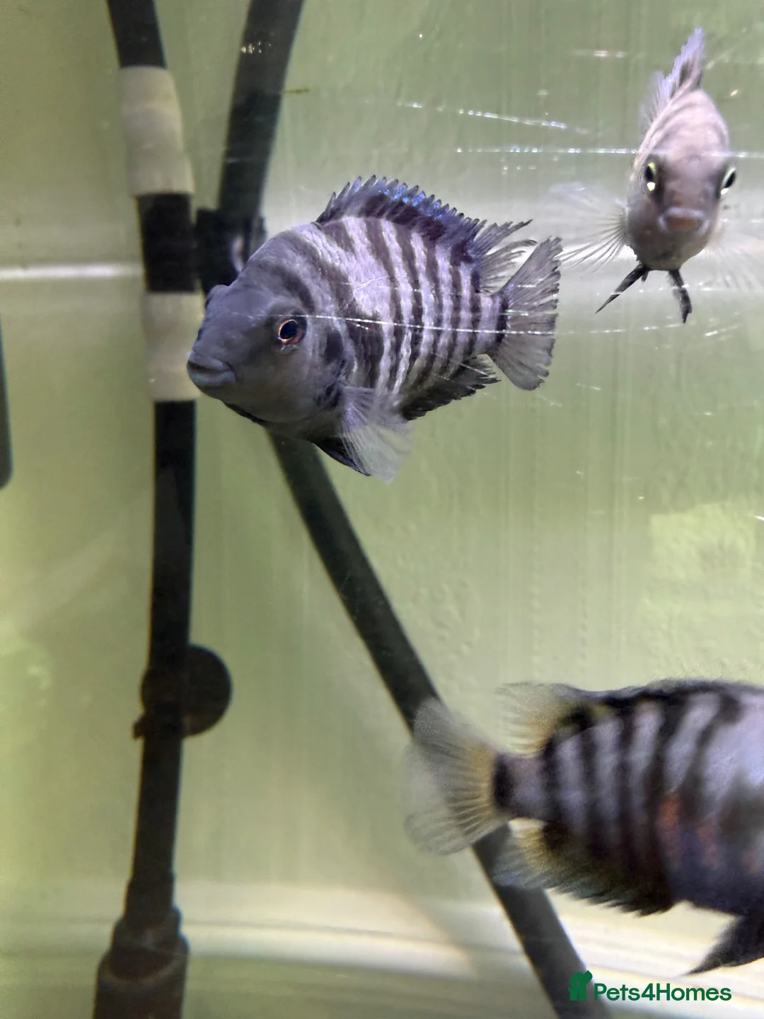 Cichlids fish for sale: 4 convict cichlids  in Bristol - Advert 1